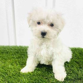 Maltese
