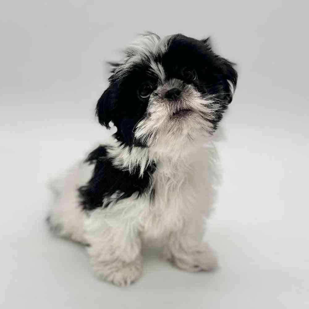 Female Shih Tzu Puppy for Sale in Puyallup, WA