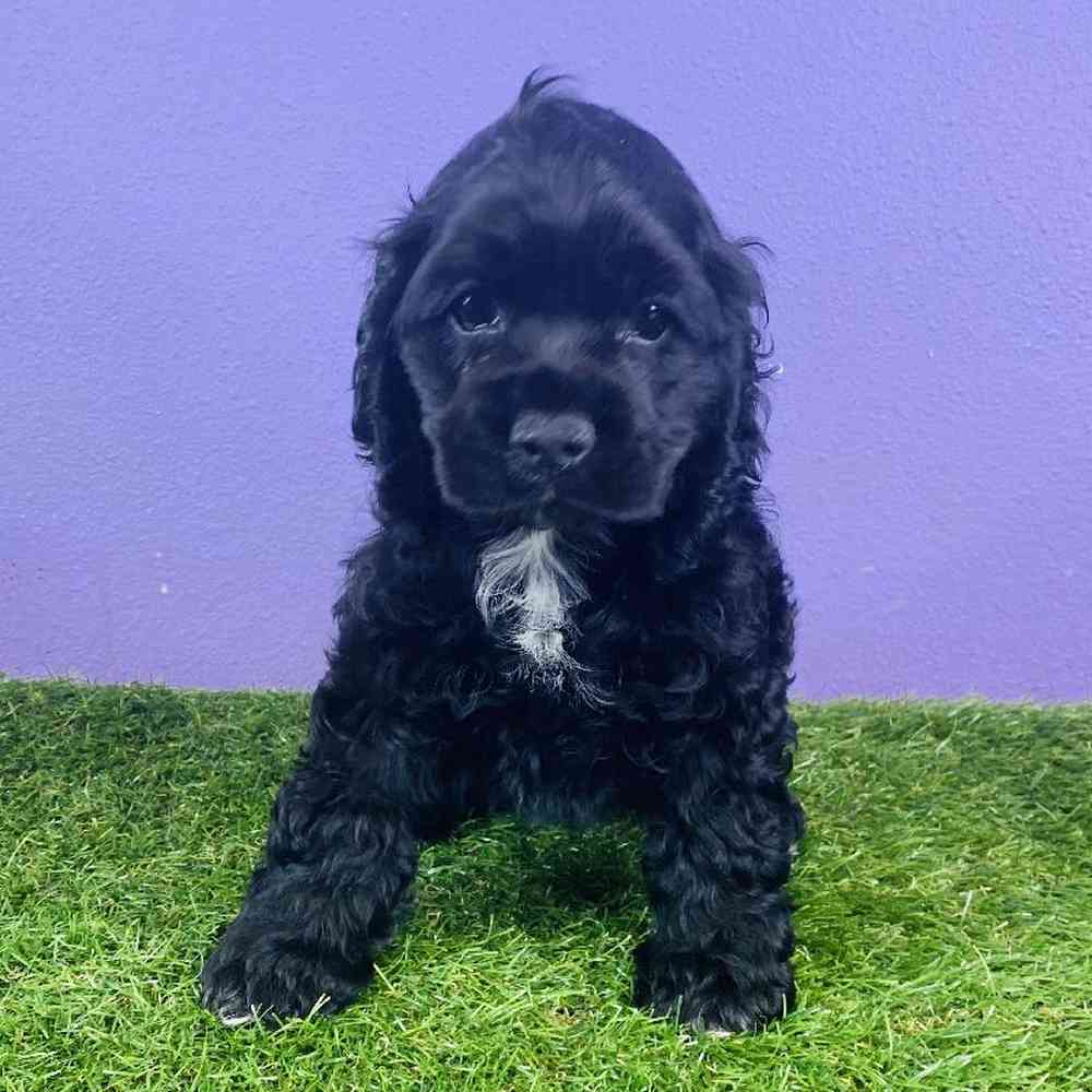 Female Cocker Spaniel Puppy for sale