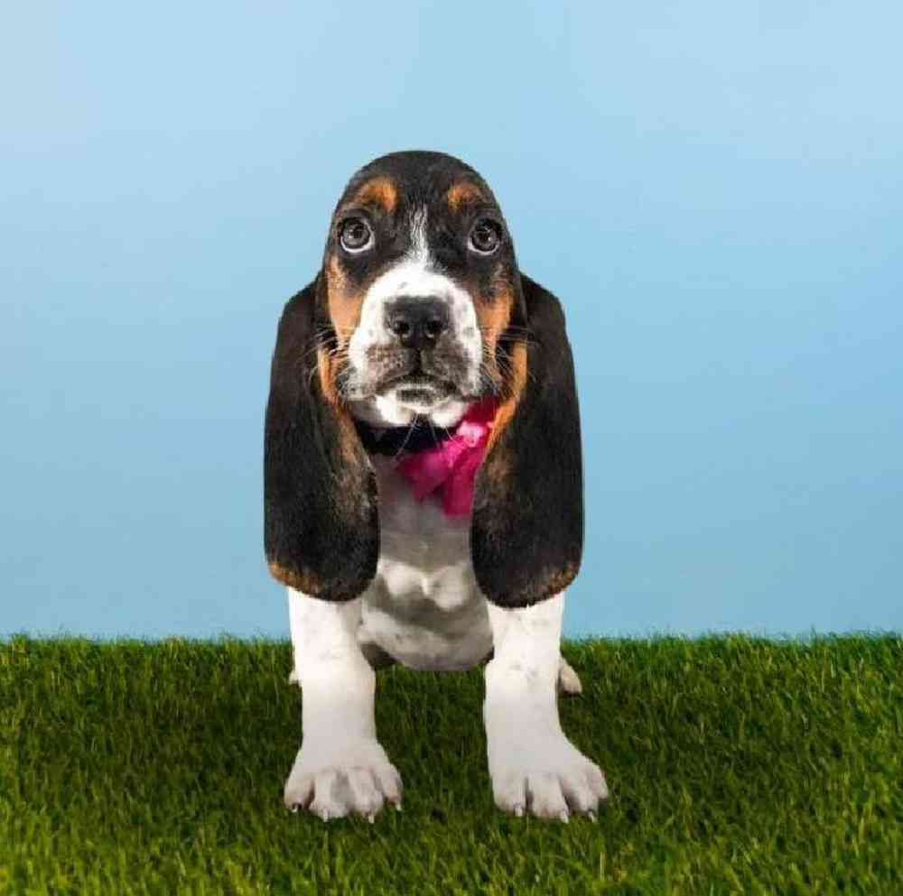 Female Basset Hound Puppy for sale