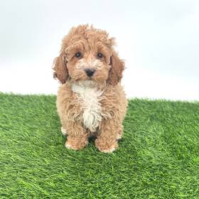 2nd Gen Cockapoo