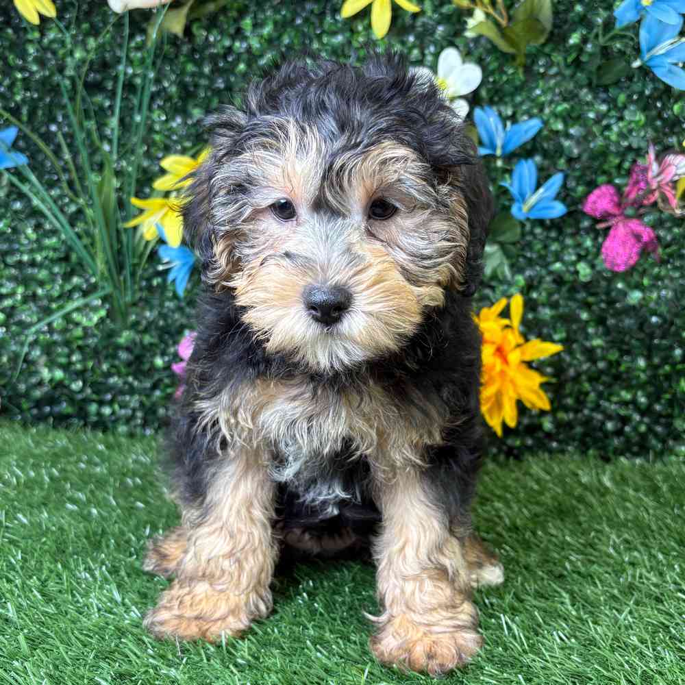 carousel pet images