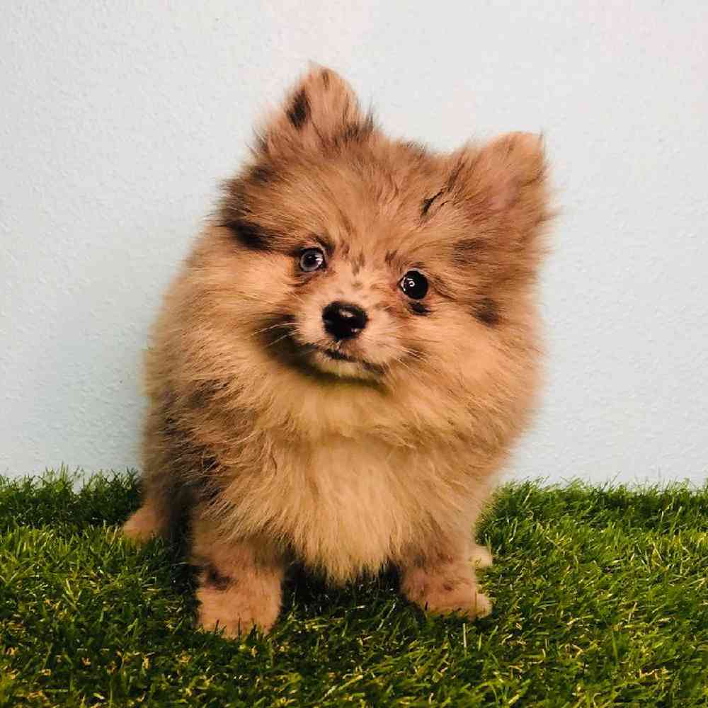 carousel pet images