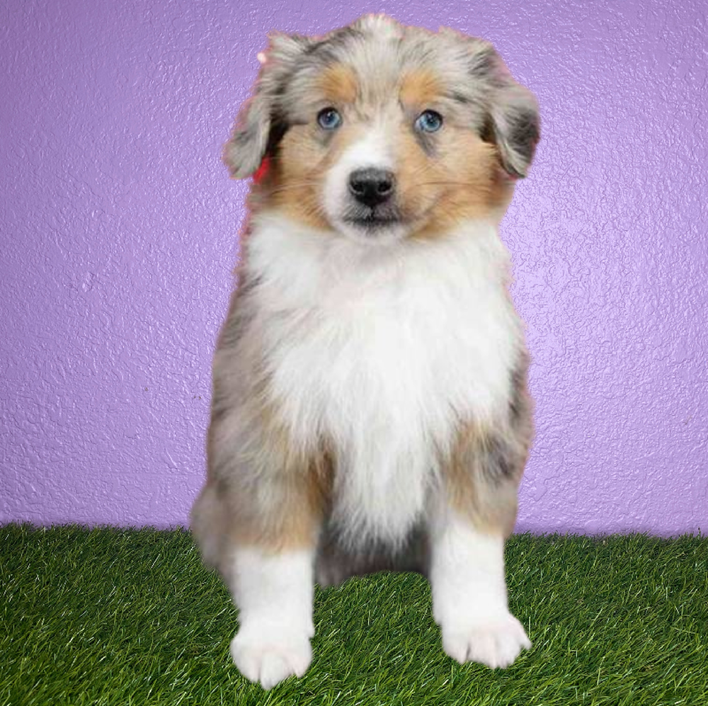 Male Mini Aussie Puppy for Sale in New Braunfels, TX