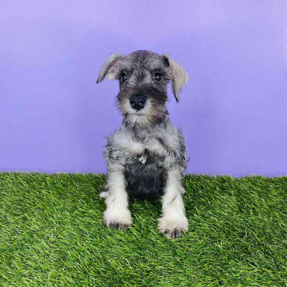 Male Mini Schnauzer Puppy for sale