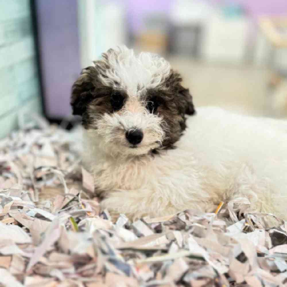 carousel pet images