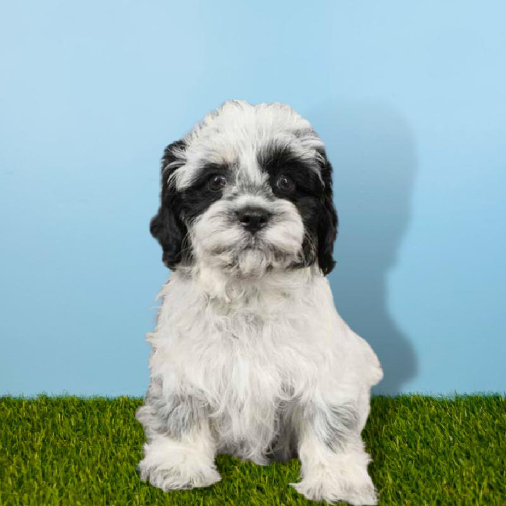 Male Havanese Puppy for sale