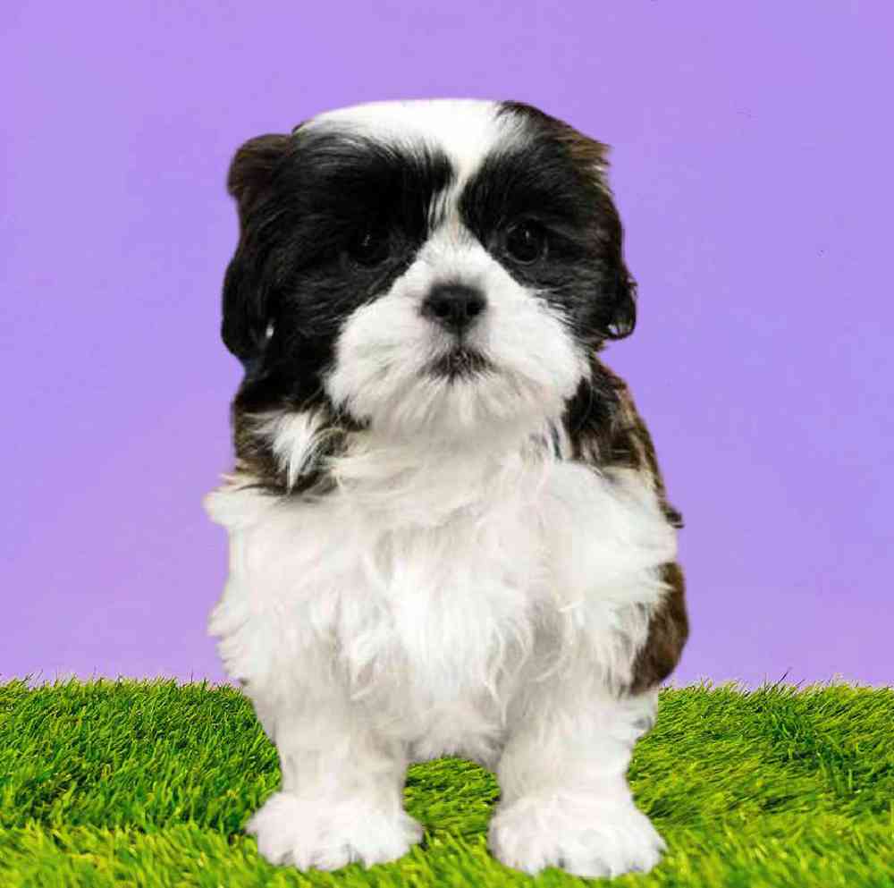 carousel pet images