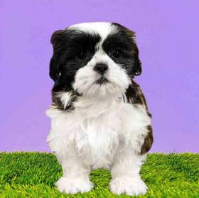 Shih Tzu