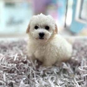 Bichon