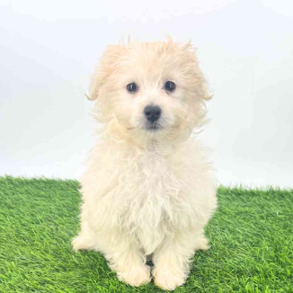 pet breed image