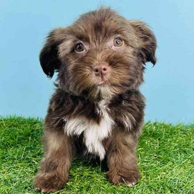 Havanese