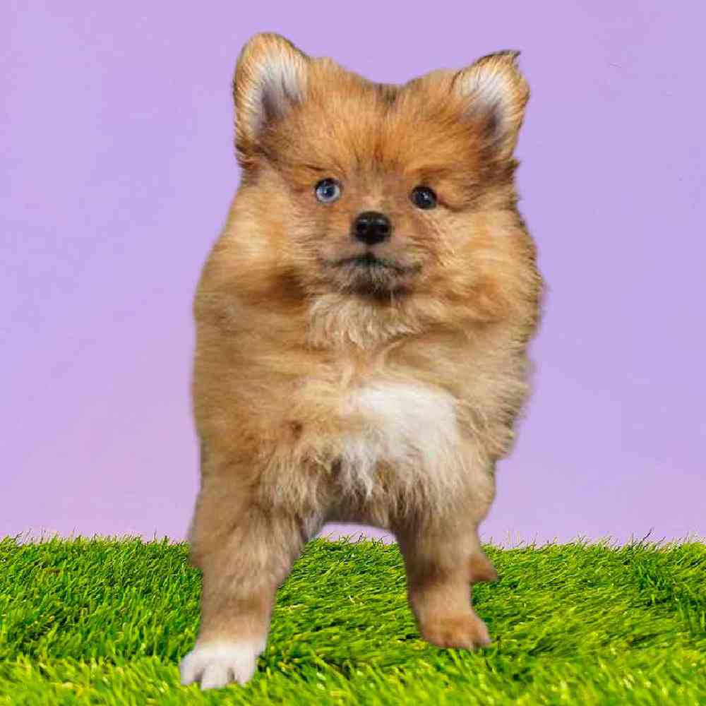 Pomeranian