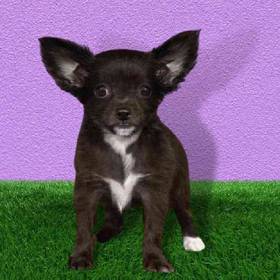 Chihuahua