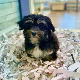 Havanese