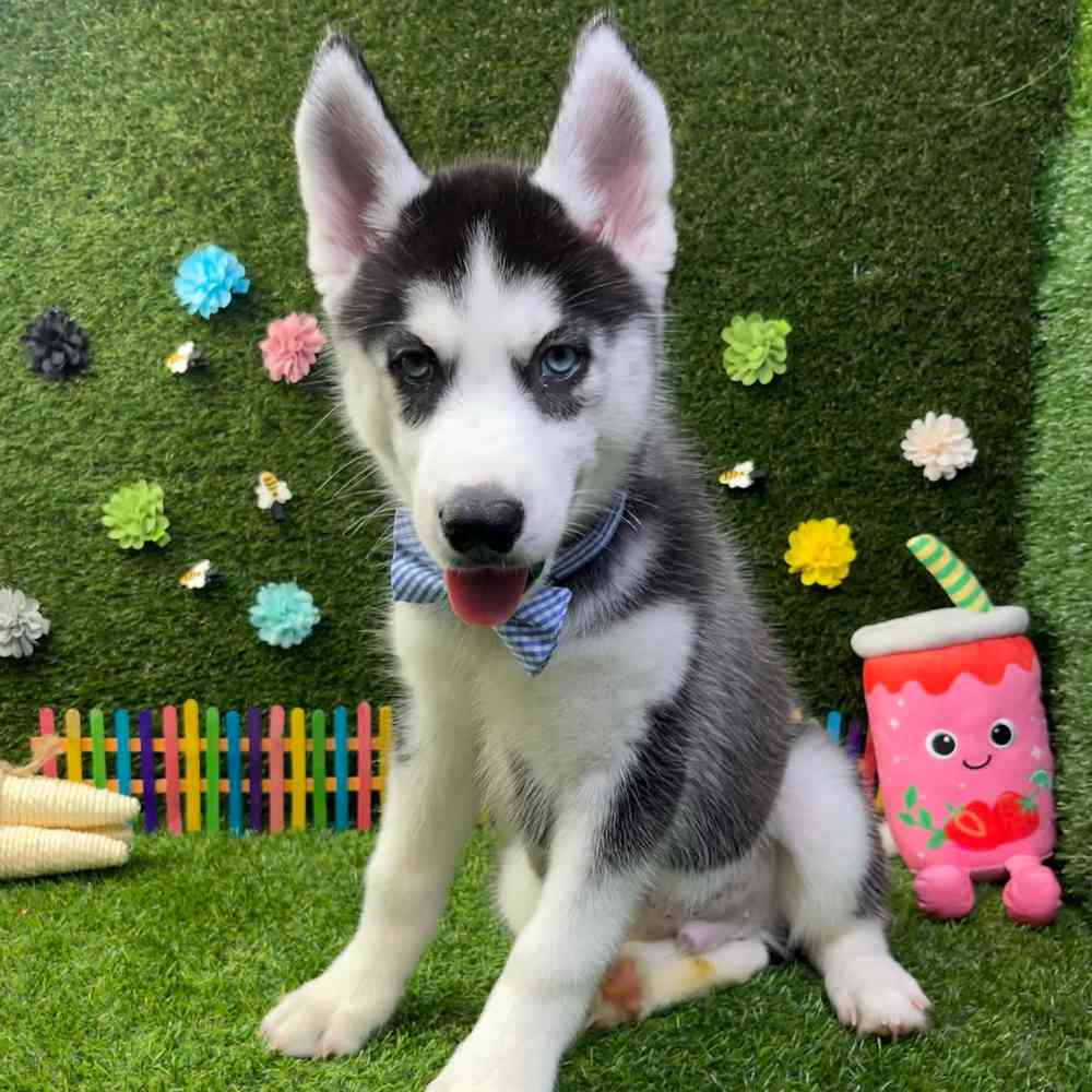 carousel pet images