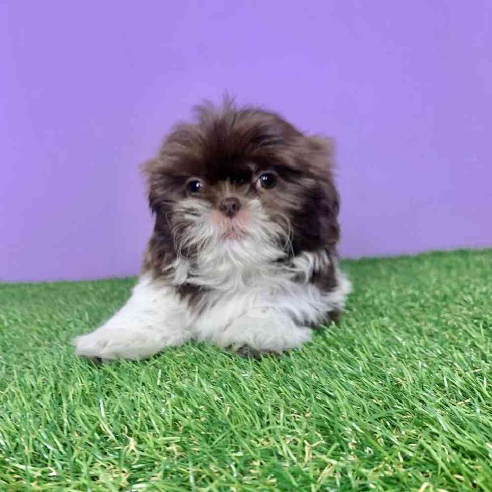 carousel pet images