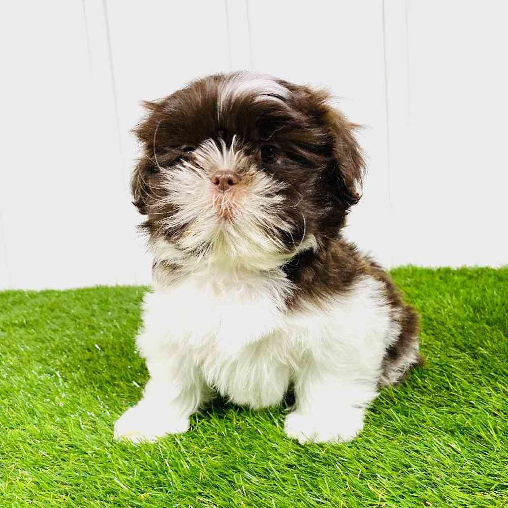 carousel pet images