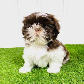 Shih Tzu