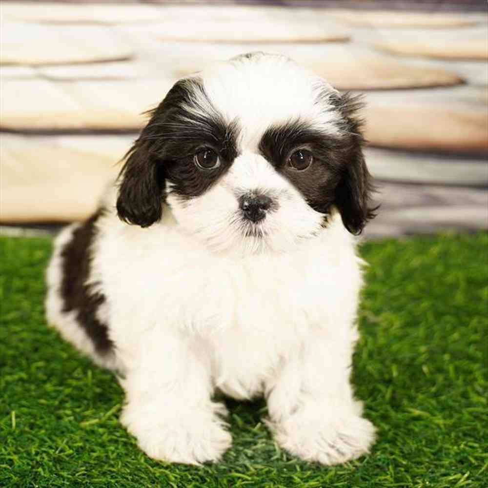 pet breed image