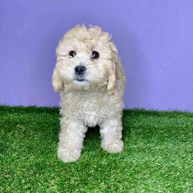 2nd Gen Mini Goldendoodle