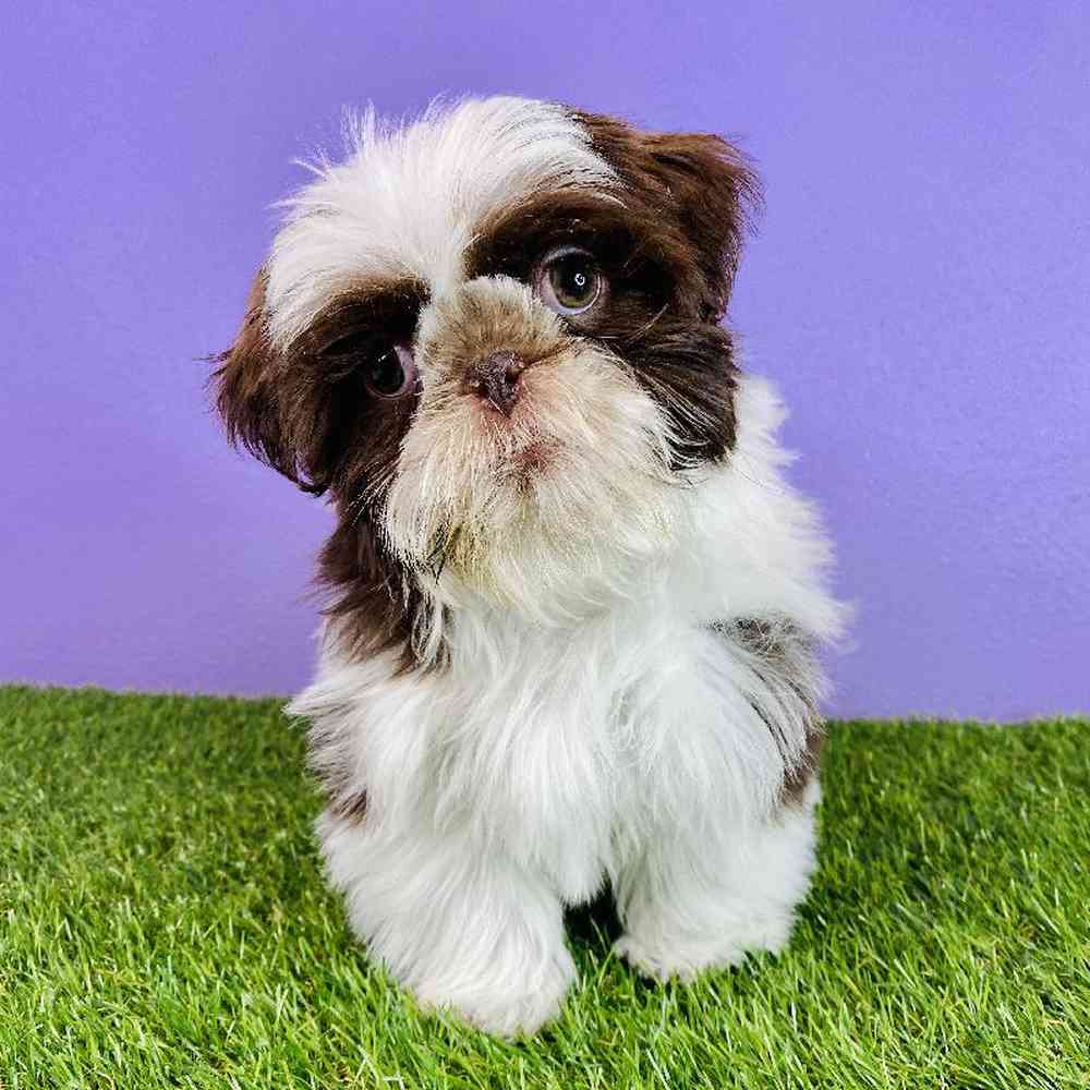 Male Shih Tzu Puppy for sale