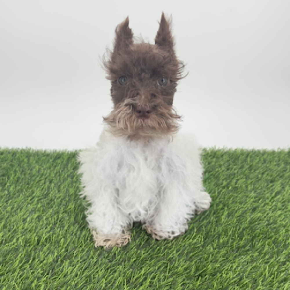pet breed image