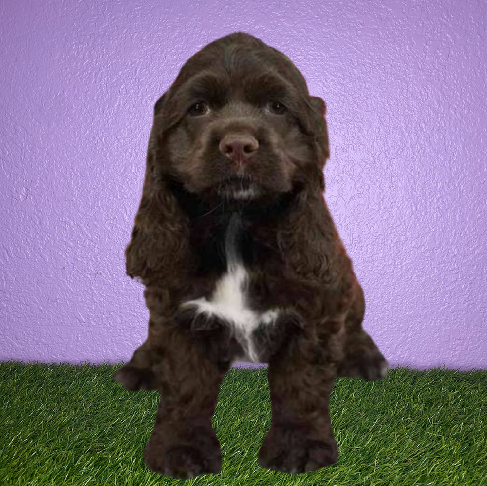 Female Cocker Spaniel Puppy for Sale in New Braunfels, TX