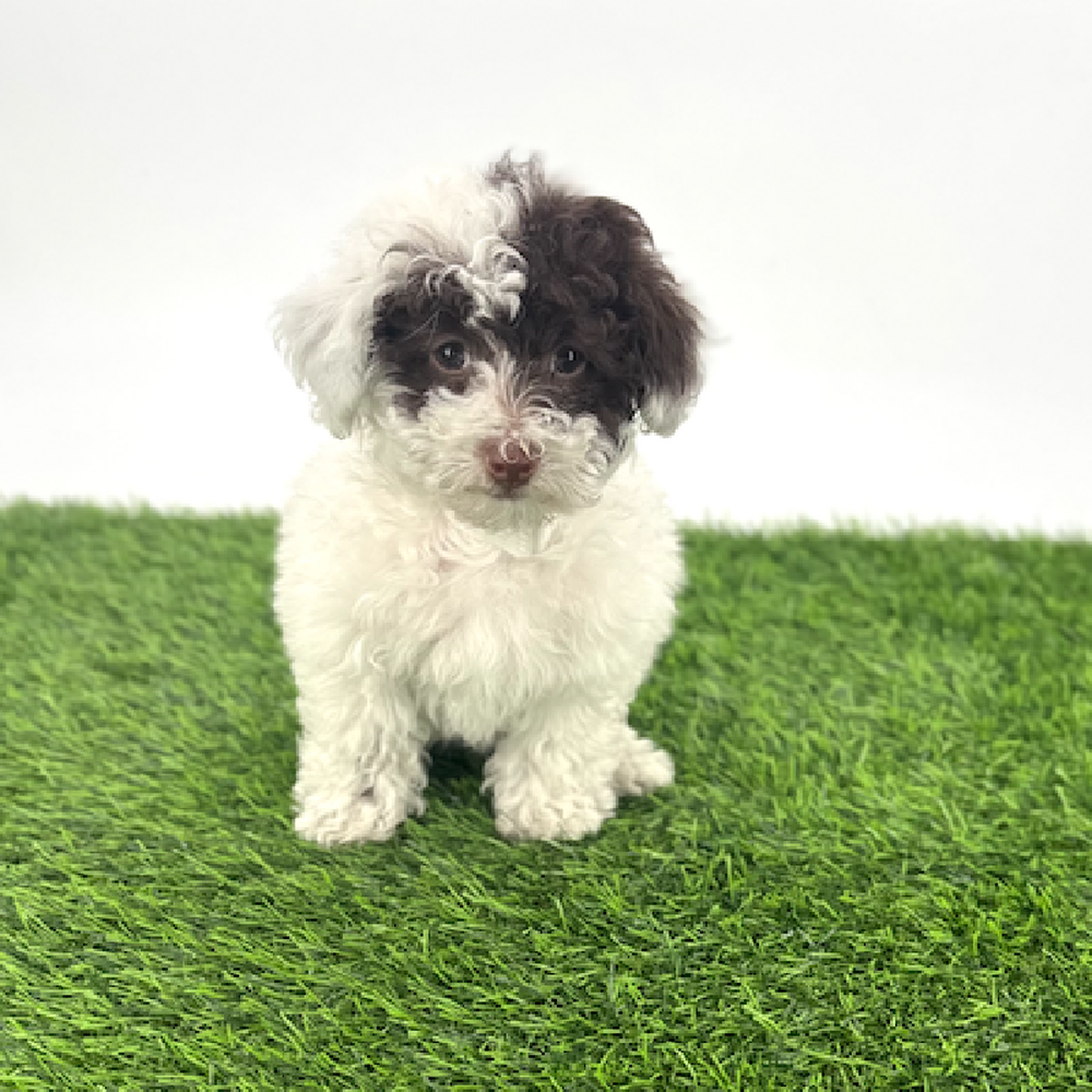 pet breed image
