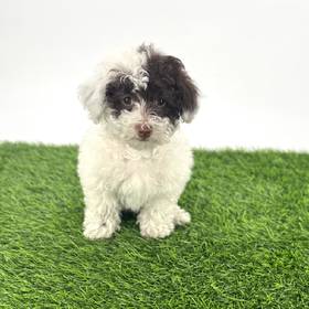 Poodle