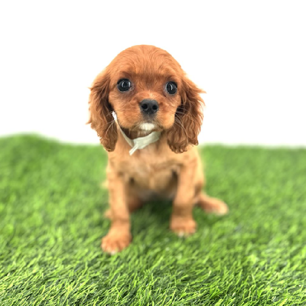 pet breed image