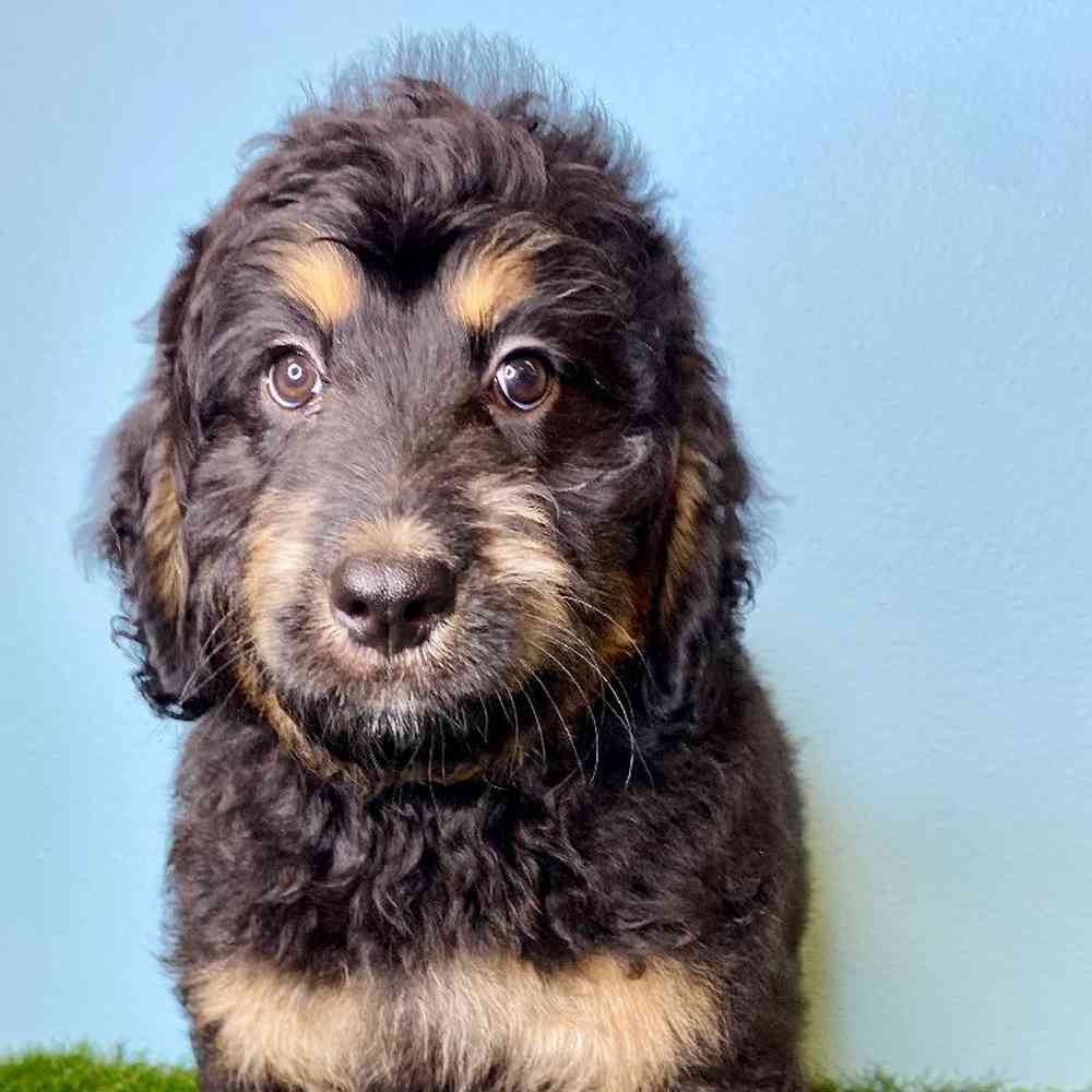 carousel pet images