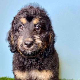 Bernedoodle