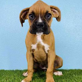 Boxer