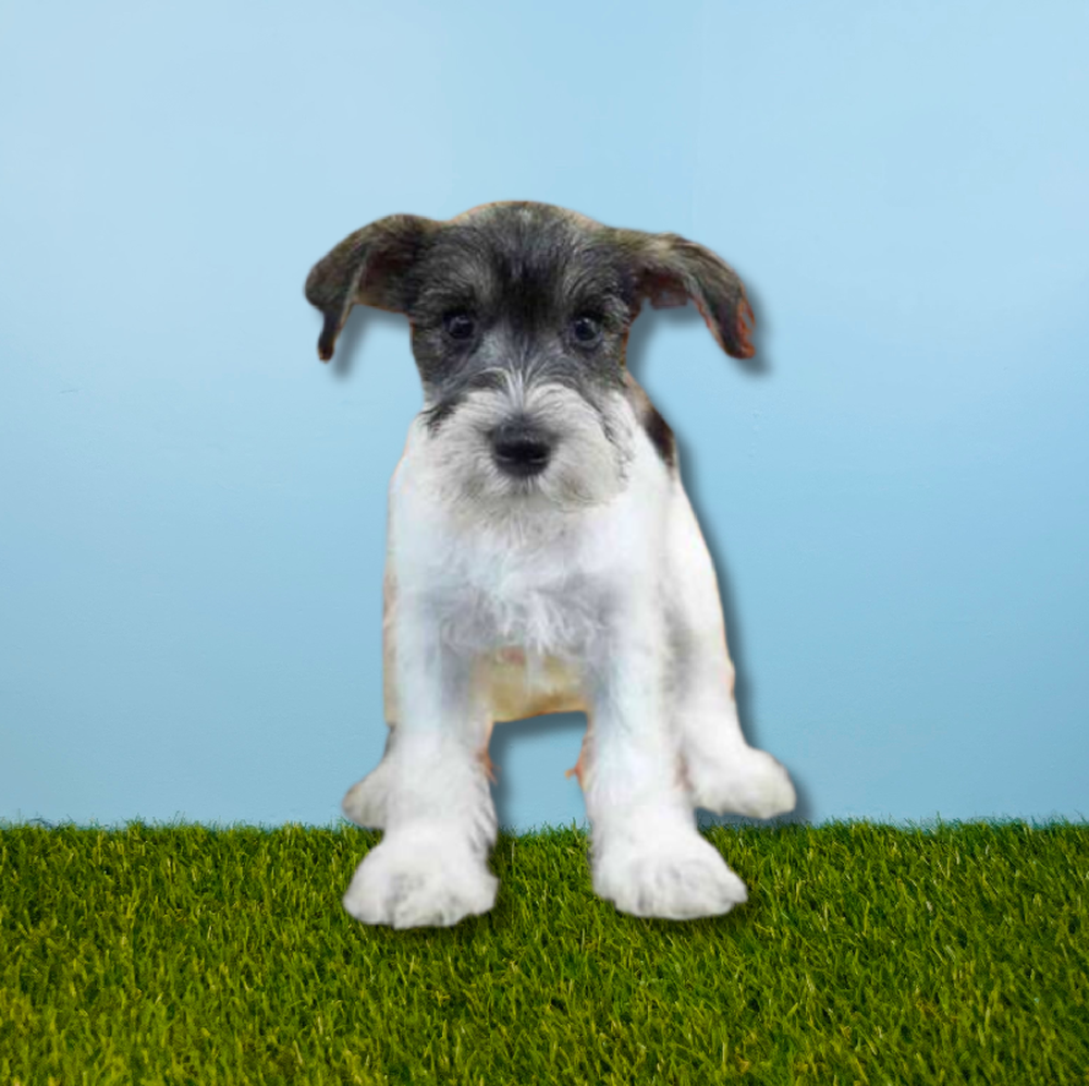 carousel pet images