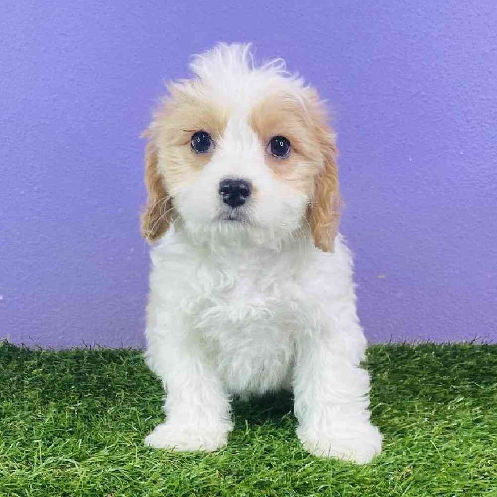 Male Cavachon Puppy for sale