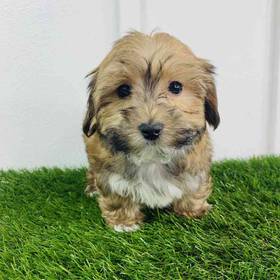 Morkie