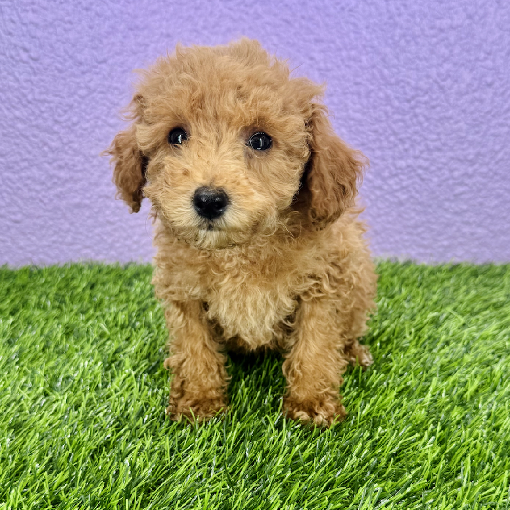 pet breed image