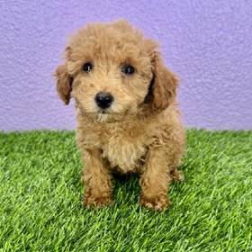 Poodle
