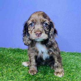 Cocker Spaniel