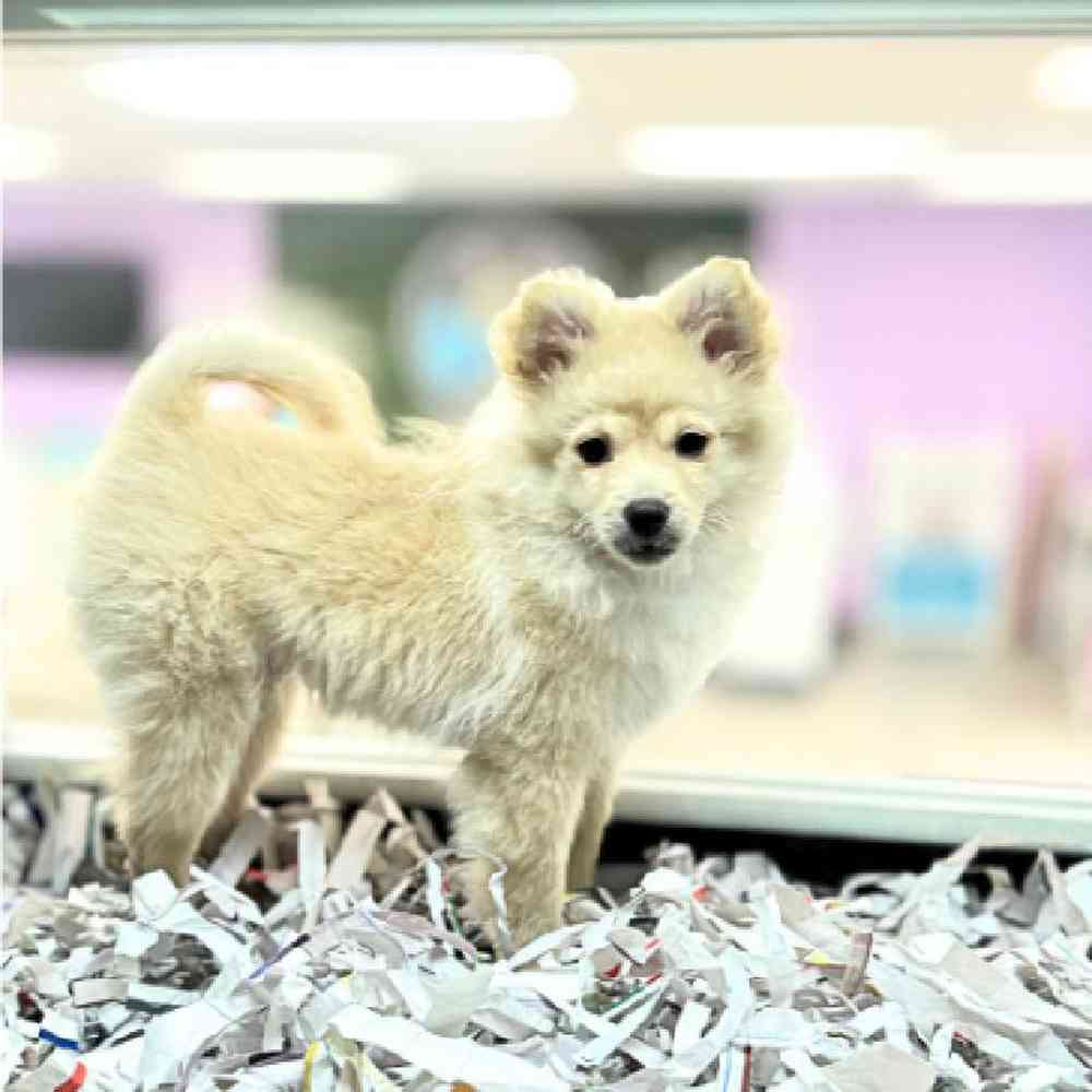 carousel pet images