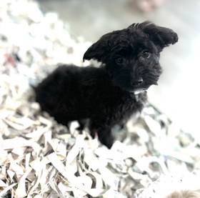 Yorkie-Poo