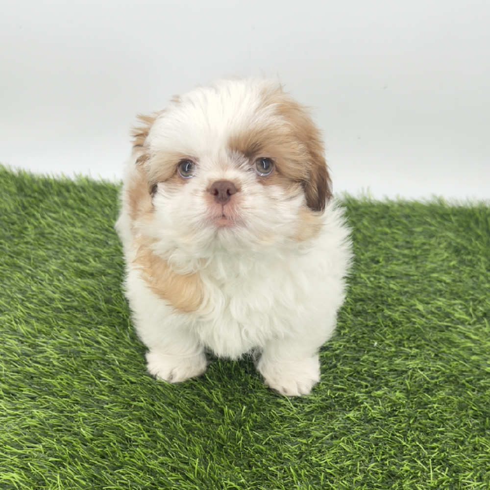 pet breed image
