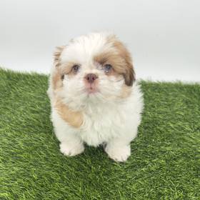 Shih Tzu