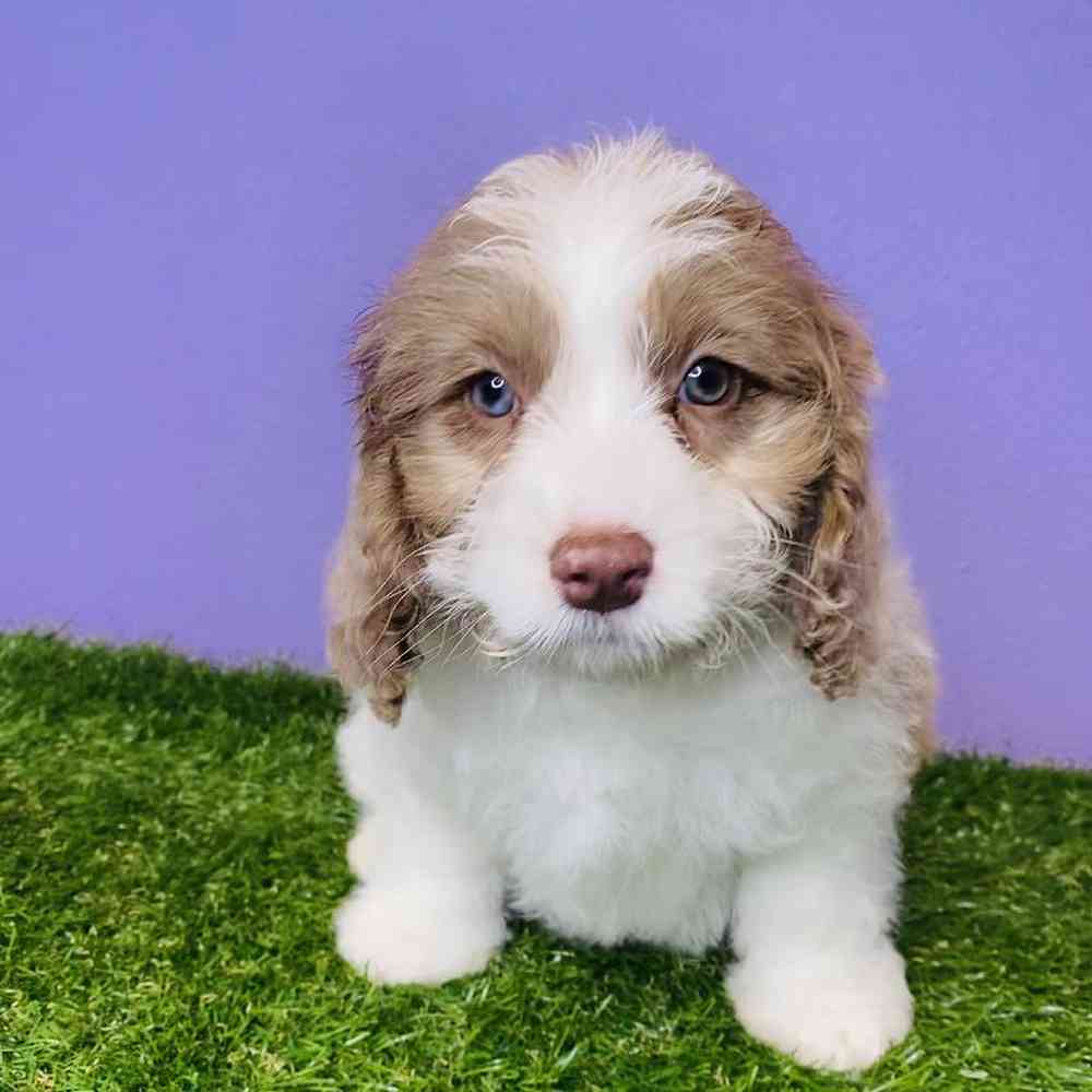Male Mini Springer-Poo Puppy for sale
