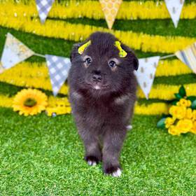 Keeshond
