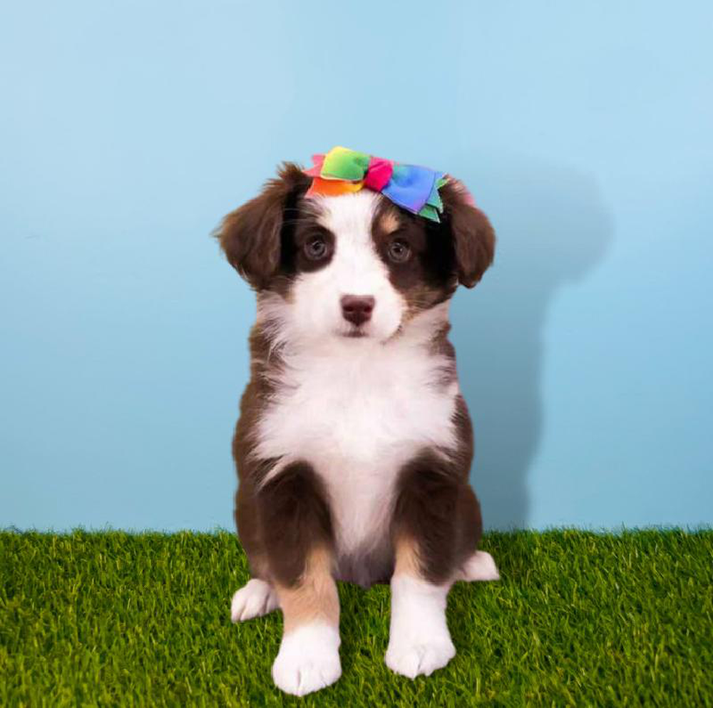 Female Miniature American Shepherd Puppy for sale