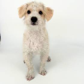 Maltipoo