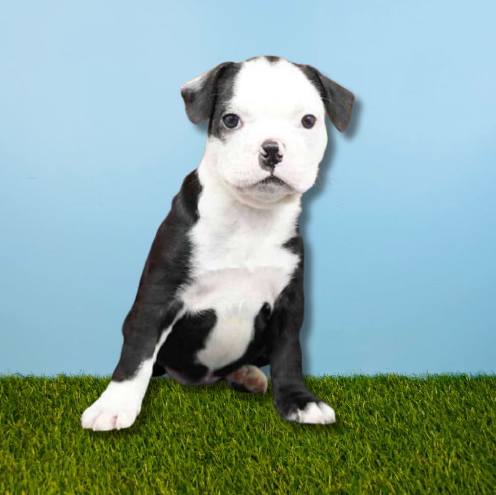carousel pet images