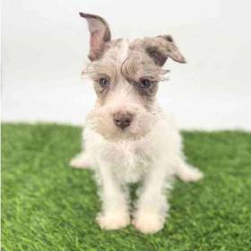 Mini Schnauzer